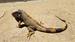 Iguana.jpg