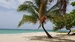 Palm tree.jpg